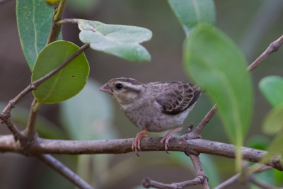 Byänka, female