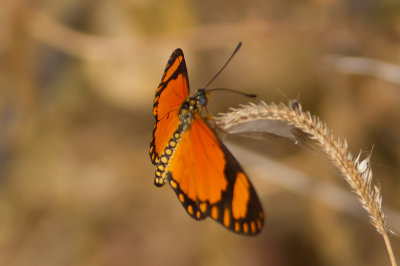 Butterfly in Gambia