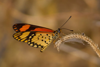  Small Orange Acraea 