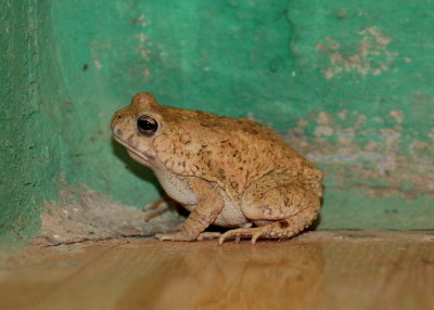 Frog in Vietnam