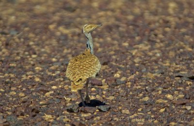 Birds and animal in Marocko 2018