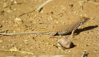 Reptile in Marocco 2018