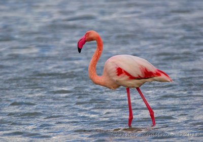 Strre flamingo 