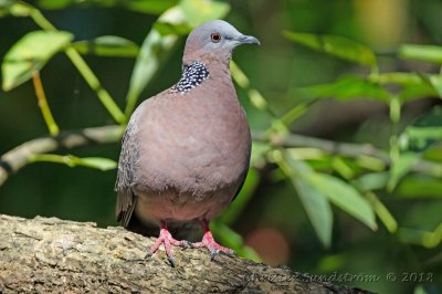 Birds in Hong Kong november 2018