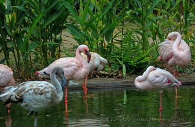 Mindre flamingo (NT) 