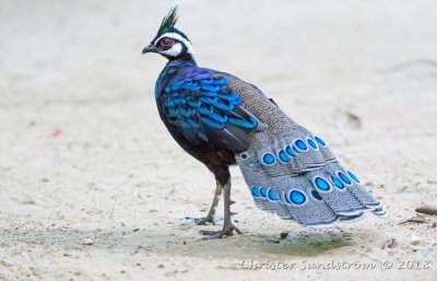 Birds in Philippines 