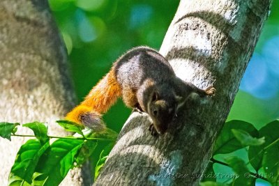 Northern Palawan Tree Squirrel