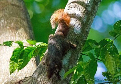 Northern Palawan Tree Squirrel