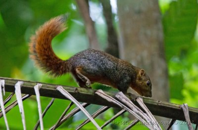 Northern Palawan Tree Squirrel