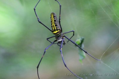 Giant Woodspider 