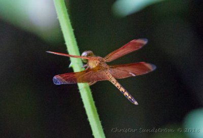 Straight-edged Red Parasol Dragonfly	