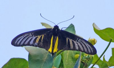 Magellan Birdwing 