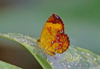  Butterfly Moth 
