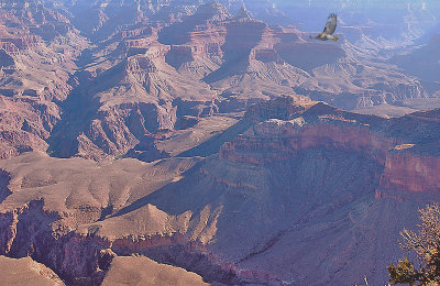 Canyon with Red Shouldered Hawk