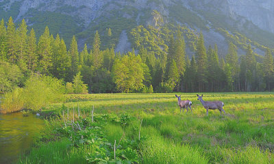 Mule Deer at sunrise.