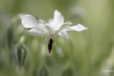 Bernagie  Borago officinalis.jpg