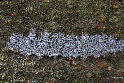 Amoebekorst Arthonia radiata.jpg