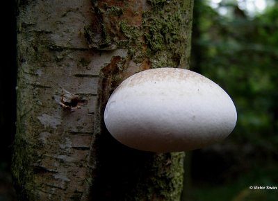 Berkenzwam piptoporus betulinus.jpg