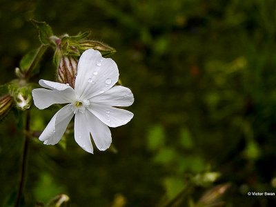 Avondkoekoeksbloem Silene latifolia subsp. alba .jpg