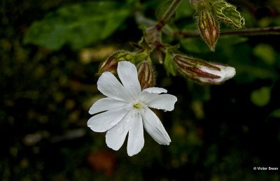 Avondkoekoeksbloem Silene latifolia subsp. alba.jpg