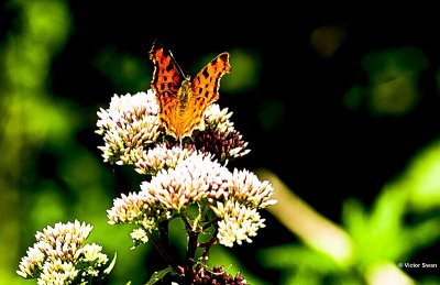 Gehakkelde aurelia Polygonia c-album.jpg