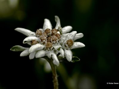 Edelweiss Leontopodium alpinum.jpg