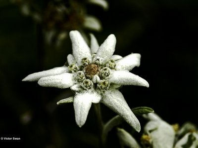 Edelweiss Leontopodium alpinum.jpg