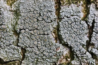 Melige schotelkorst Lecanora carpinea.jpg