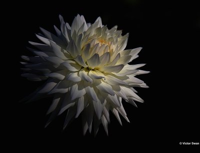 Dahlia.JPG