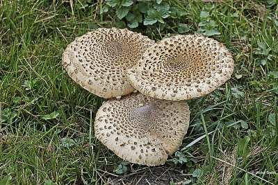 Grote parasolzwam Macrolepiota procera.jpg