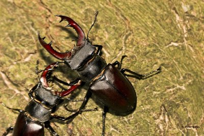 Vliegend hert Lucanus cervus.jpg