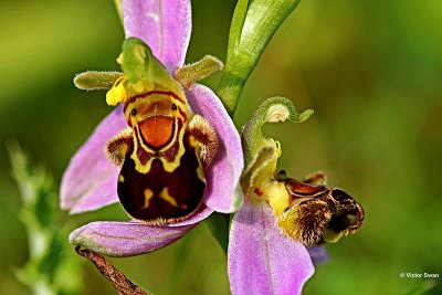 Bijenorchis  Ophrys apifera.jpg