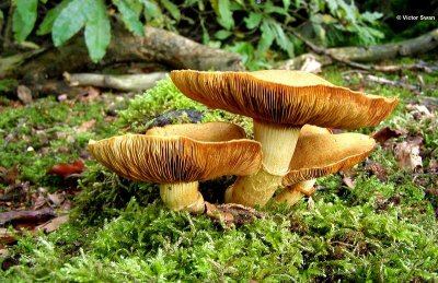 Prachtvlamhoed Gymnopilus junonius .jpg