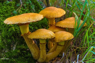 Prachtvlamhoed Gymnopilus junonius.jpg