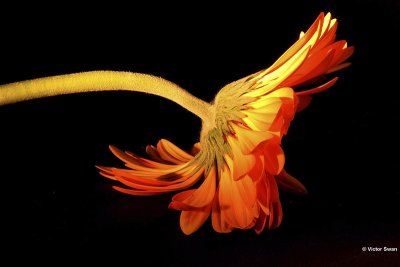 Gerbera.jpg