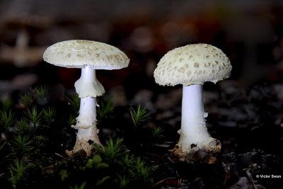 Gele knolamaniet  Amanita citrina.jpg