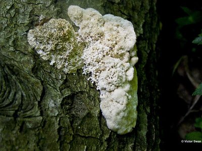 Anijskurkzwam Trametes suaveolens.jpg