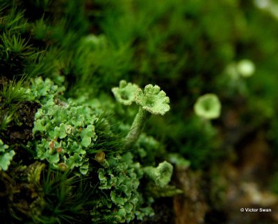 Fijn bekermos Cladonia chlorophaea.jpg