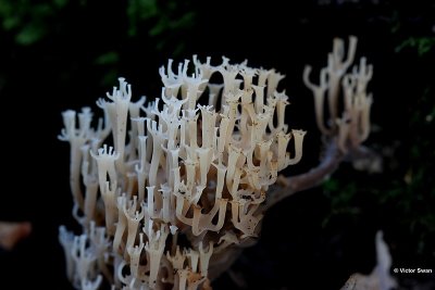 Kroontjesknotszwam Artomyces pyxidatus.jpg