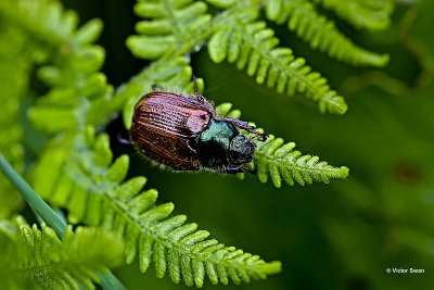 Rozenkever Phyllopertha horticola.jpg