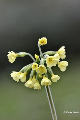 Slanke Sleutelbloem   Primula elatior.jpg