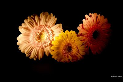 Gerbera.jpg