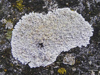 Muurschotelkorst  Lecanora Muralis.jpg