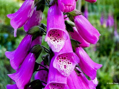 Vingerhoedskruid Digitalis purpureakopie.jpg