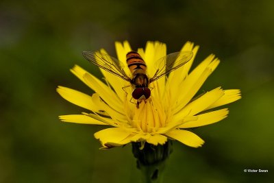 Pyjamazweefvlieg Episyrphus balteatus.jpg