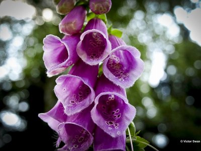 Vingerhoedskruid Digitalis purpurea.JPG