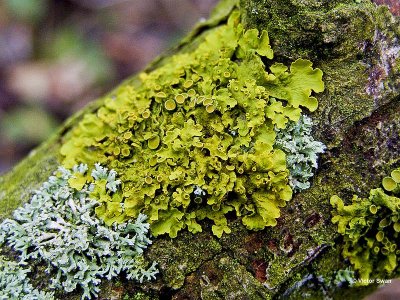 Groot dooiermos Xanthoria parietina.jpg