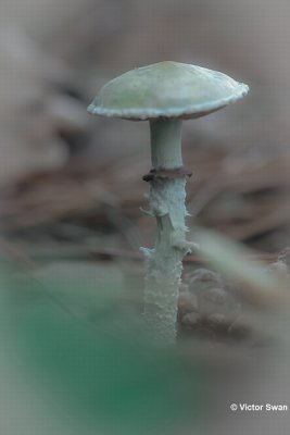 Echte kopergroenzwam Psilocybe aeruginosa.jpg