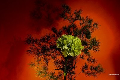 Anjer  Dianthus.jpg