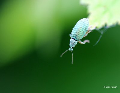 Groene snuitkever Phyllobius argentatus .jpg